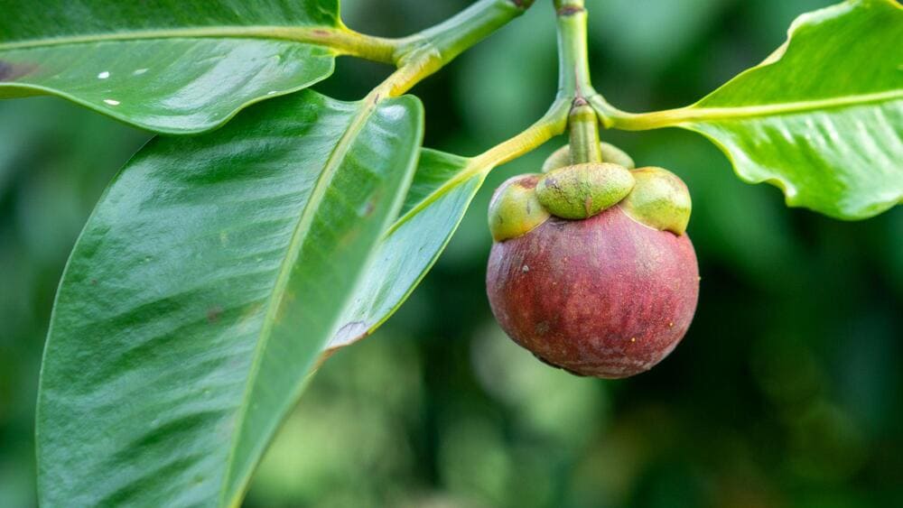 Mangosteen season in Vietnam usually lasts from May to August (Source: Freepik)